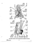 Previous Page - Parts and Accessories Catalog 31 January 1964